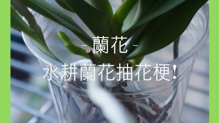 怎样套花呗里面的钱