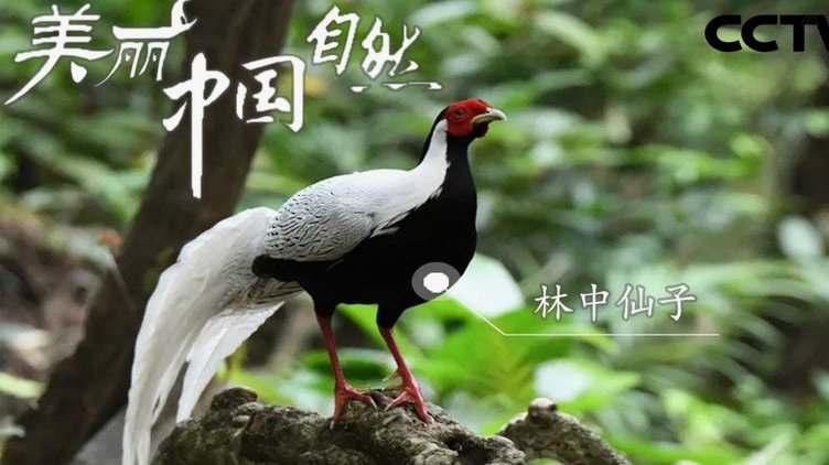 白条现在上征信了吗