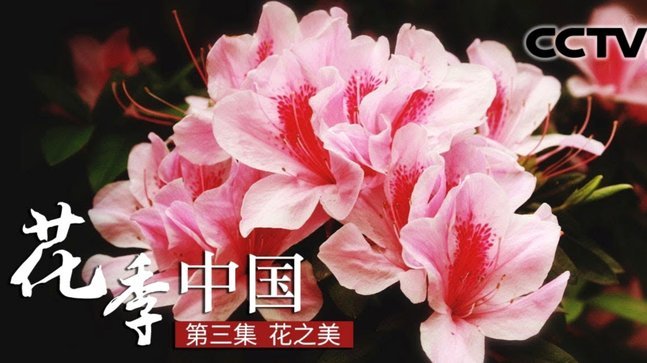 花呗怎么认定套现行为