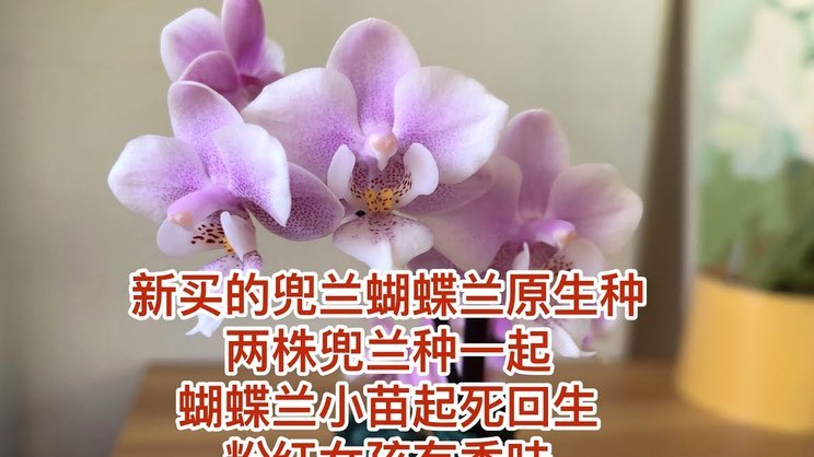 如何安全关闭携程拿去花自动还款