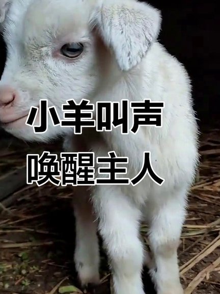 羊小咩的东西是真的么