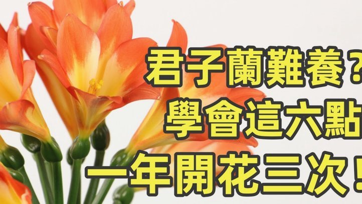 花呗分期怎么转现金
