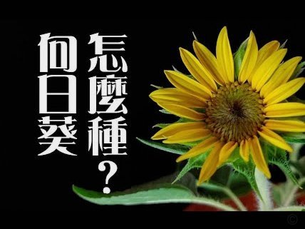 花呗分期额度怎么套出现金