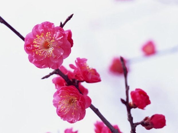 花呗：面对调整的稳健前行