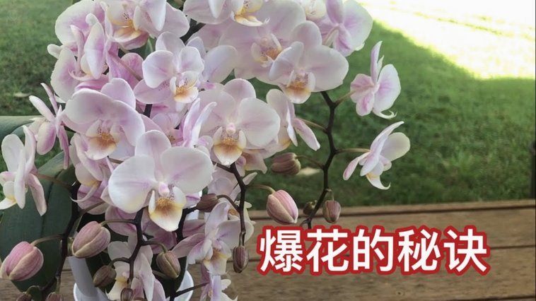 拿去花怎么使用