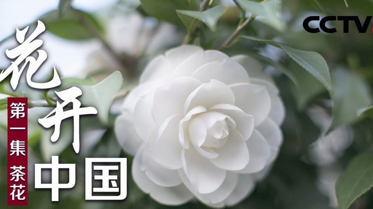 花呗支持哪些平台？