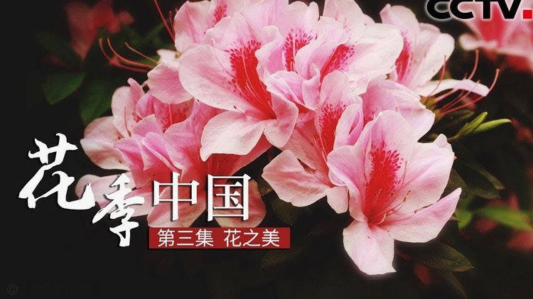 花呗分期为何被一次性扣款？原因揭示